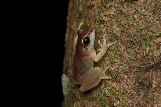 photo of Agumbe Wildlife near St. Mary's Islands