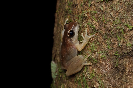 brown frog on brown tree trunk in Agumbe India