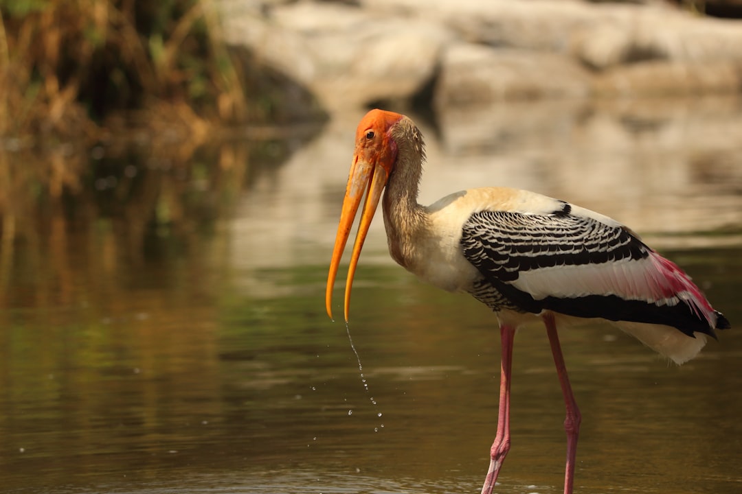 Wildlife photo spot Mysore Ooty