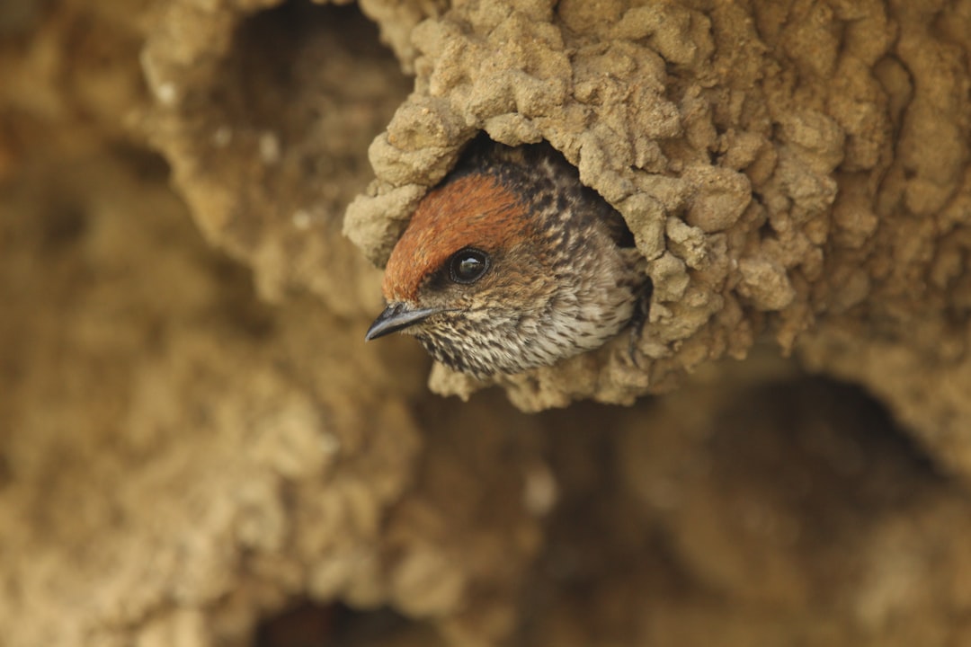 Wildlife photo spot Mysore Kanakapura