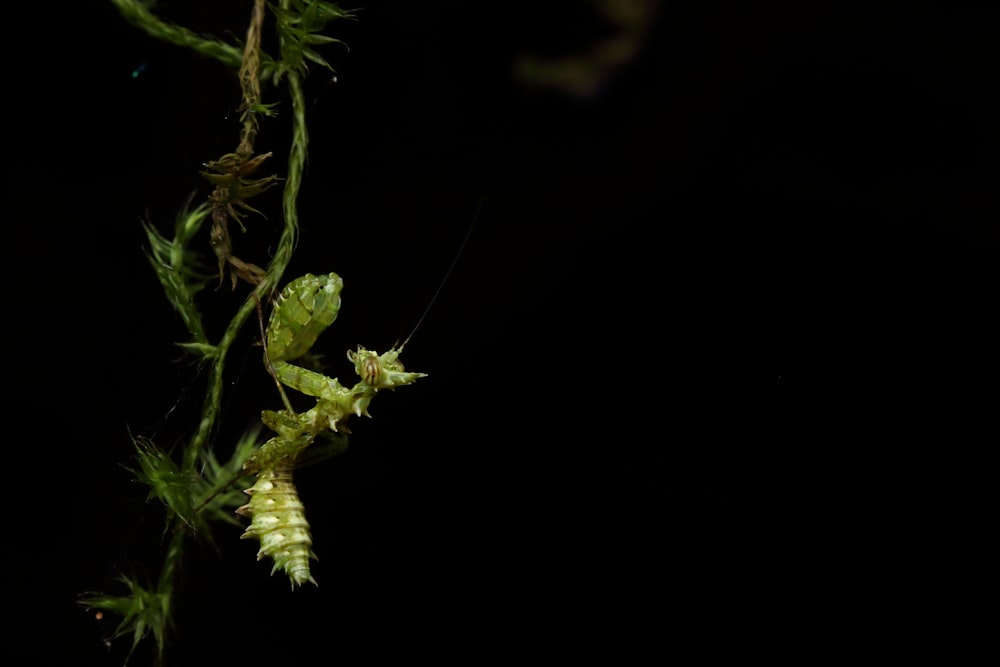 green plant in black background