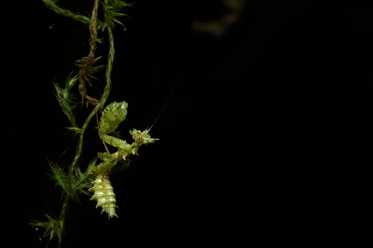 Things that go buzz in the night – our global study found there really are more insects out after dark