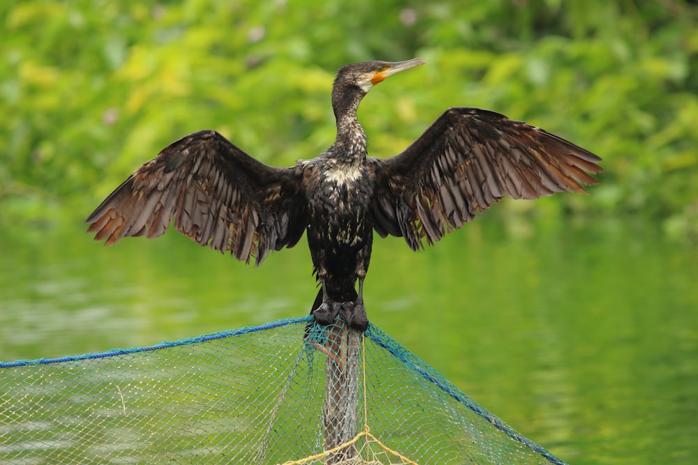 black and white bird on green rope