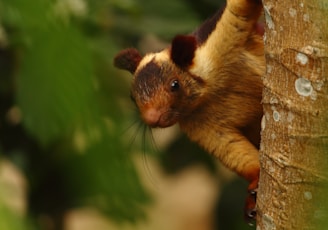 brown squirrel on brown tree branch