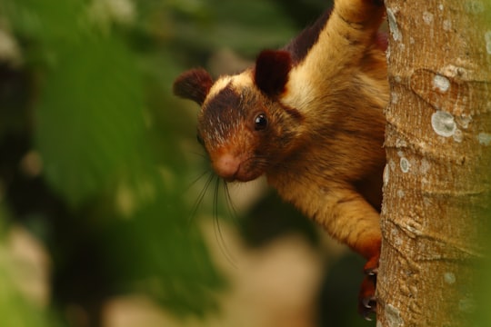 brown squirrel on brown tree branch in Coorg India