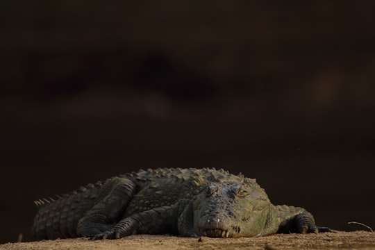 grey crocodile in close up photography in Kanakapura India