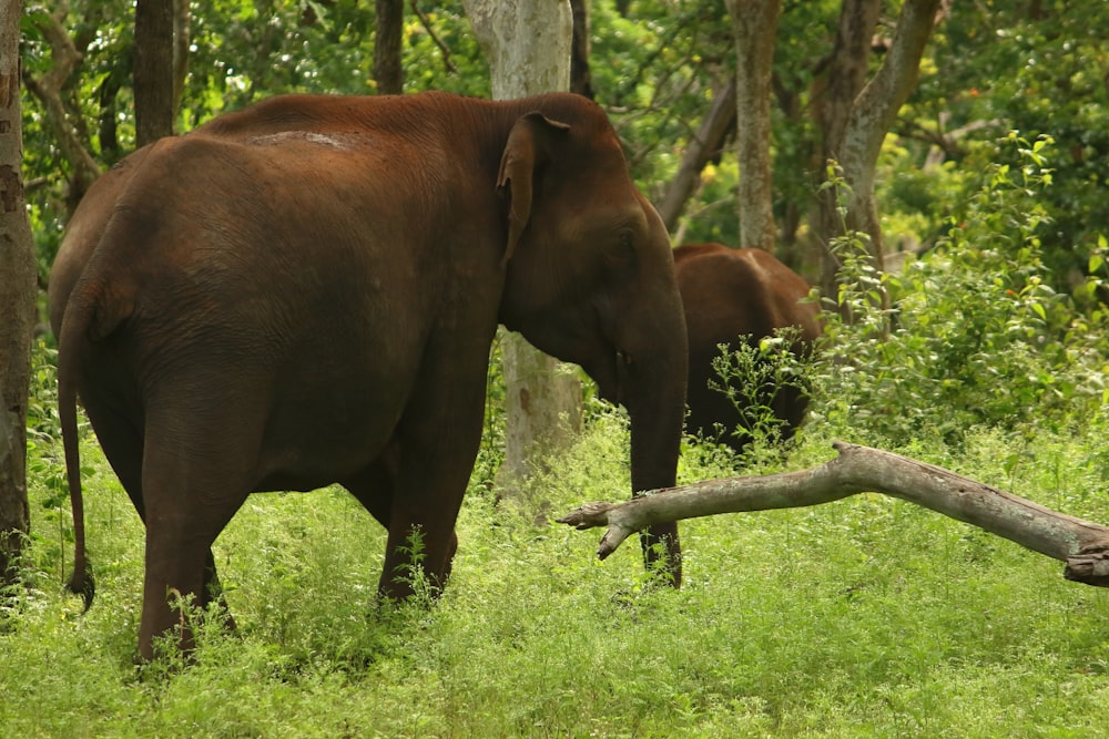 brown elephant on green grass field during daytime