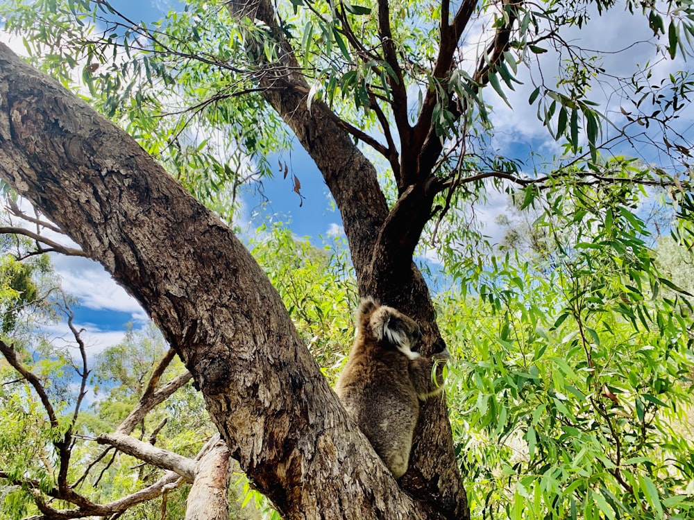 brown and black koala on tree during daytime