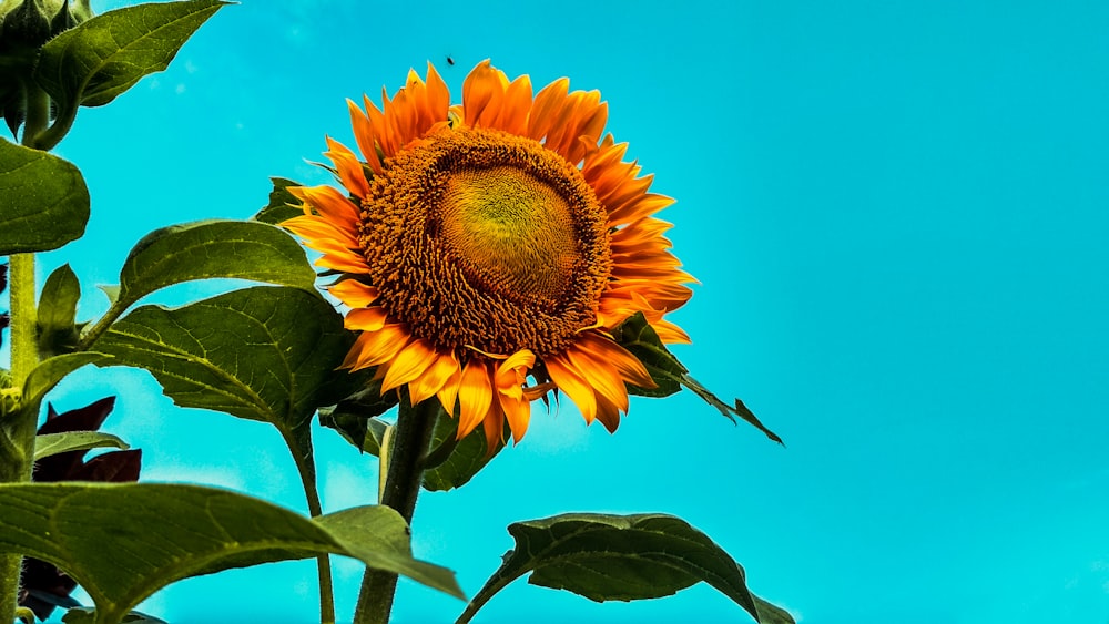 sunflower under blue sky during daytime