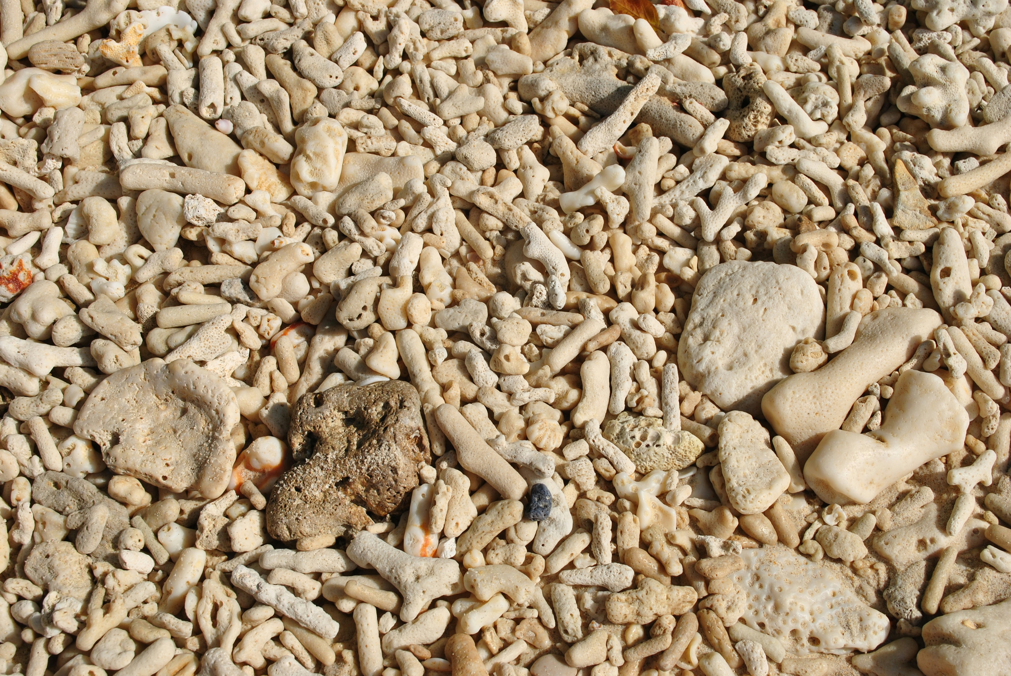 Beach of coral