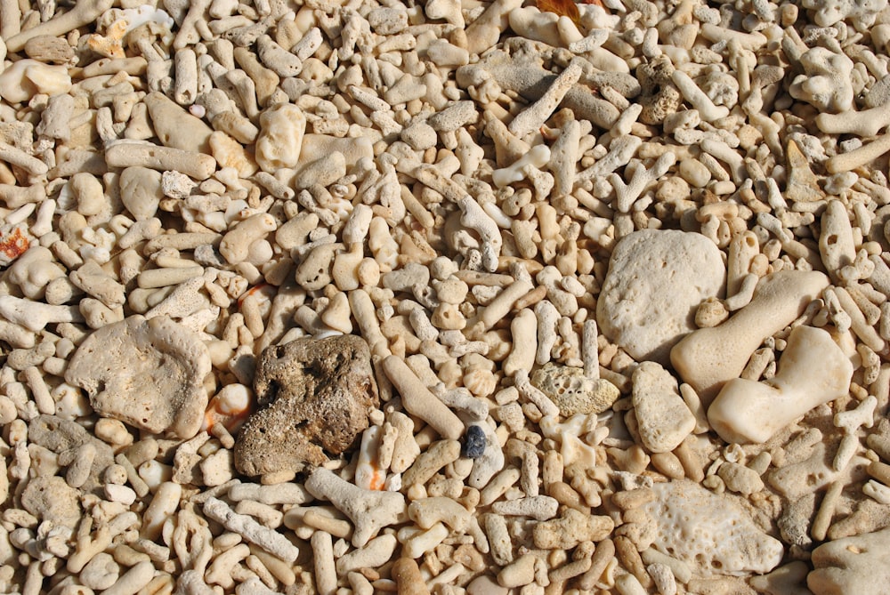 gray and white stones on brown soil