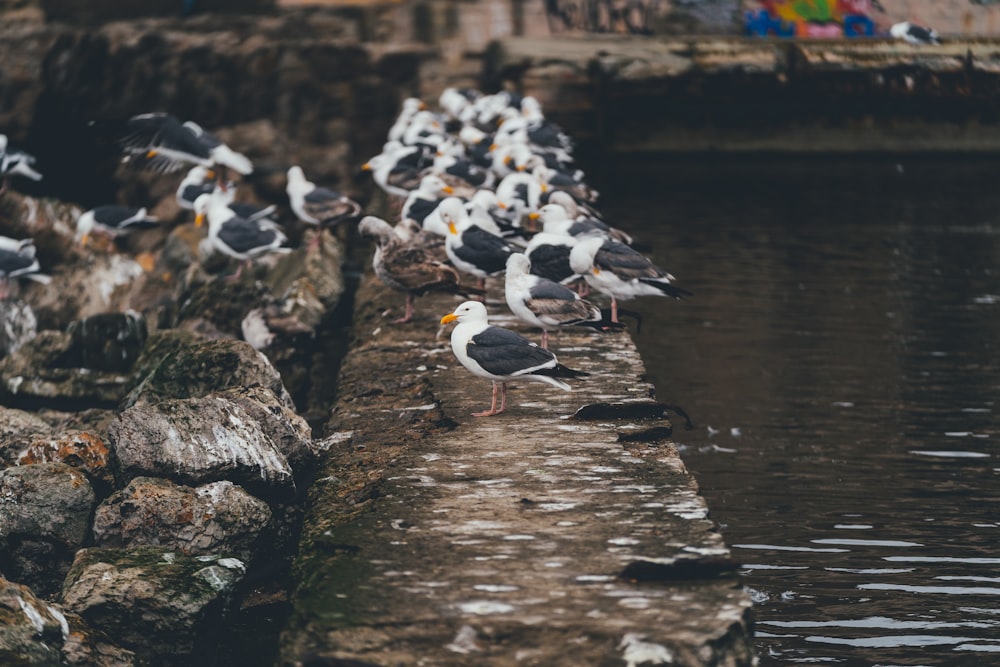 flock of white and black birds on brown wooden dock during daytime