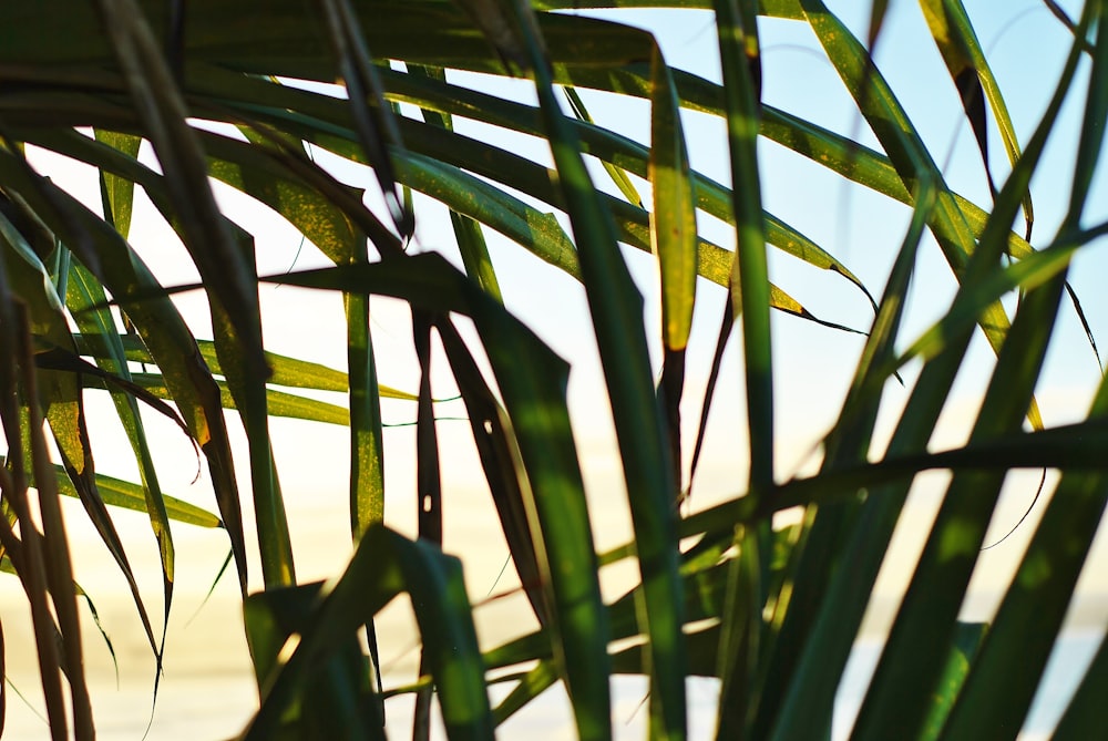 green plant near body of water during daytime