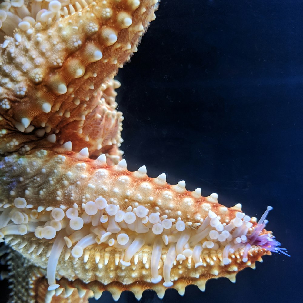 brown starfish in water during daytime