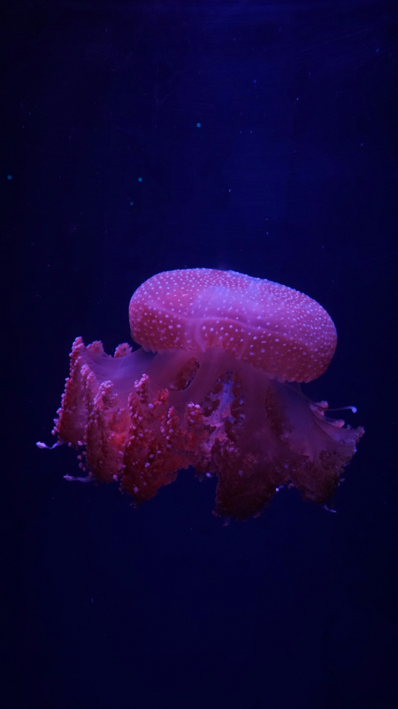 Sony a6500 + Sigma 16mm F1.4 DC DN | C sample photo. Pink jellyfish in water photography