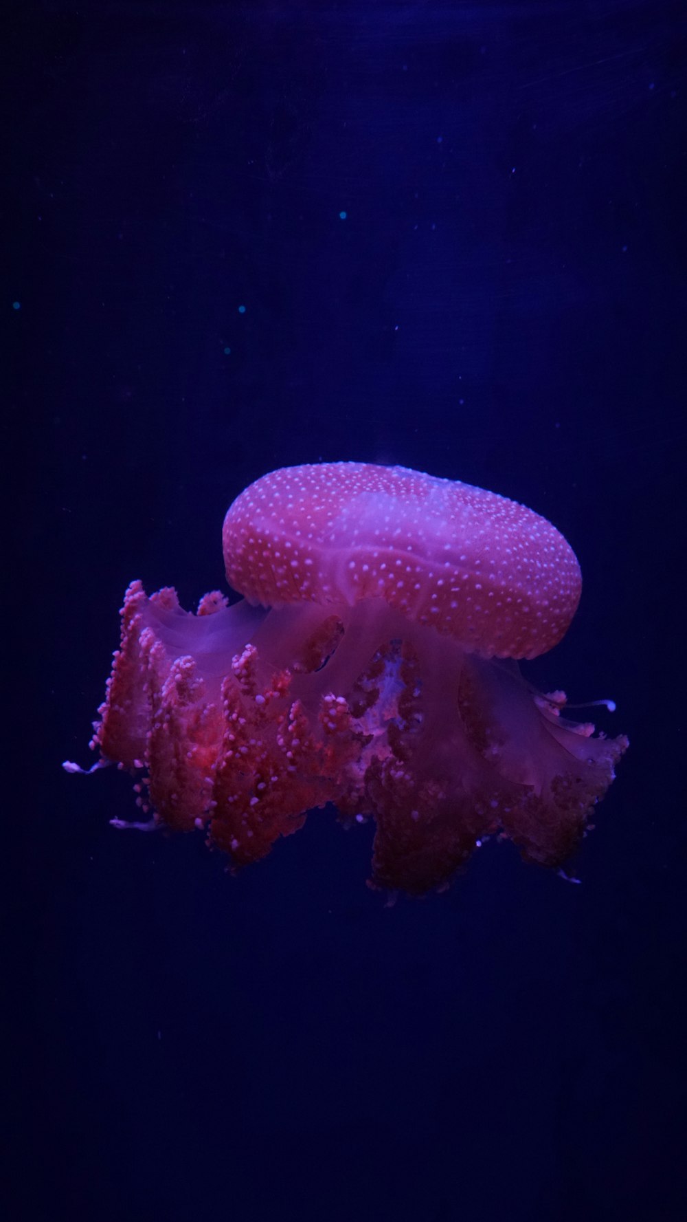 pink jellyfish in water in close up photography