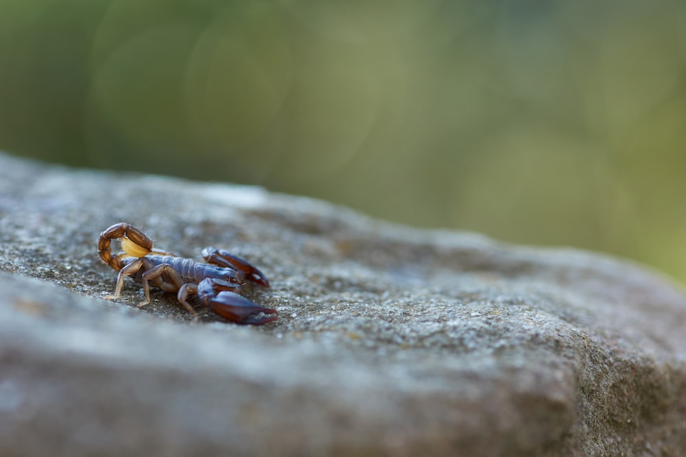 Crabe brun et noir sur roche brune