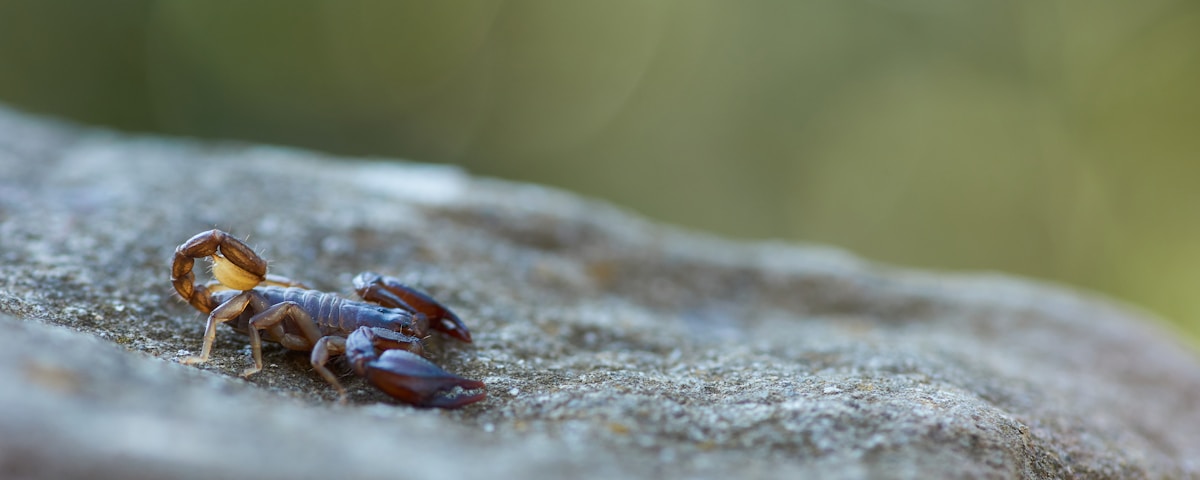 brown and black crab on brown rock