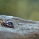 brown and black crab on brown rock