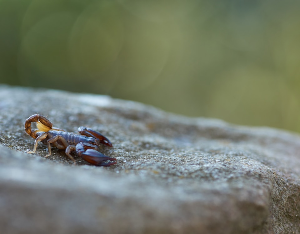 brown and black crab on brown rock