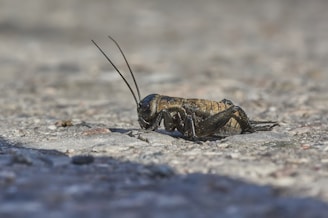 A close-up view of a cricket on a rough, textured surface. The cricket appears to be dark brown with shiny, long antennae and distinct body segments. The background is blurred, highlighting the cricket as the main subject.