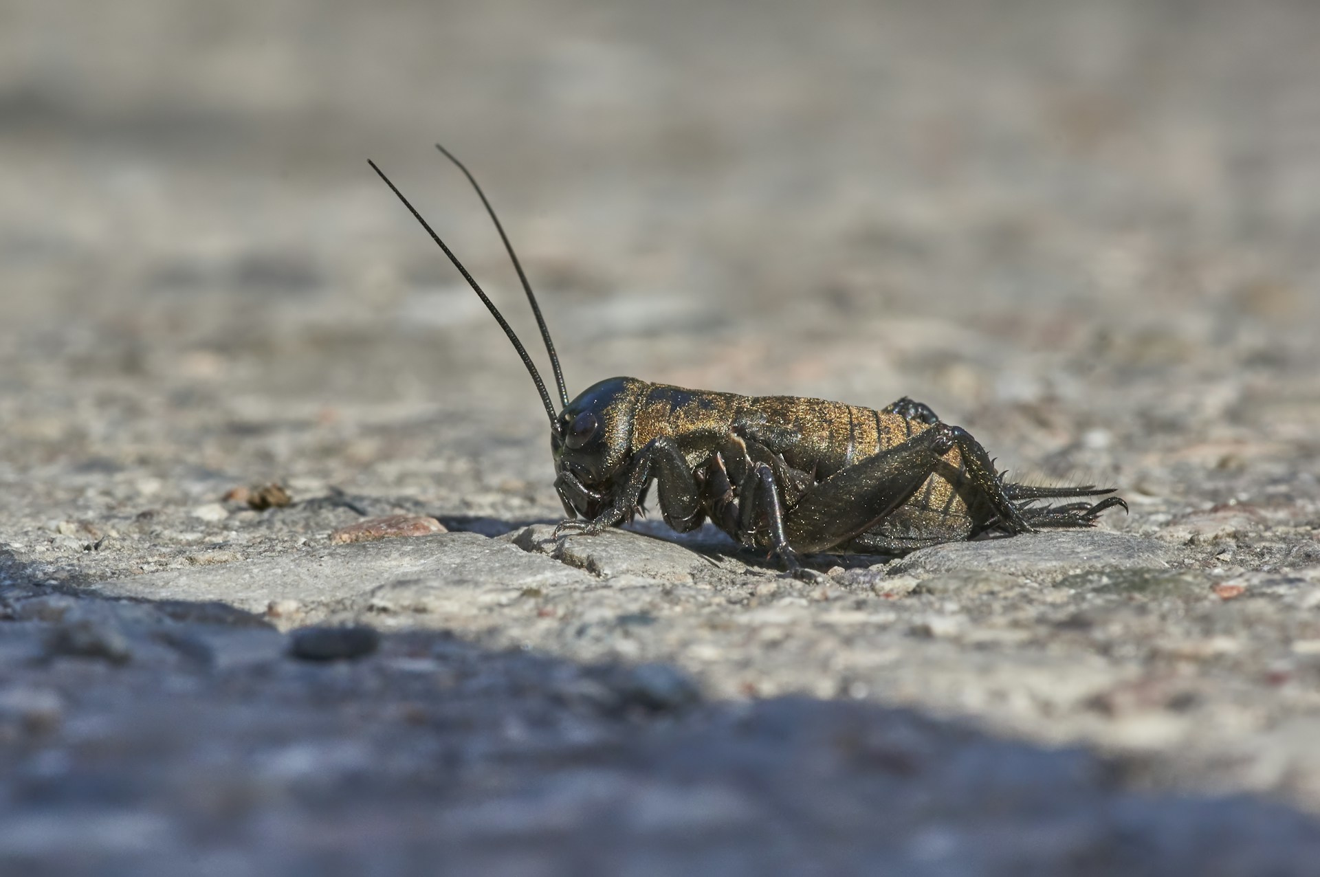 A vibrant close-up of lively crickets in a natural green habitat, highlighting their freshness and quality.