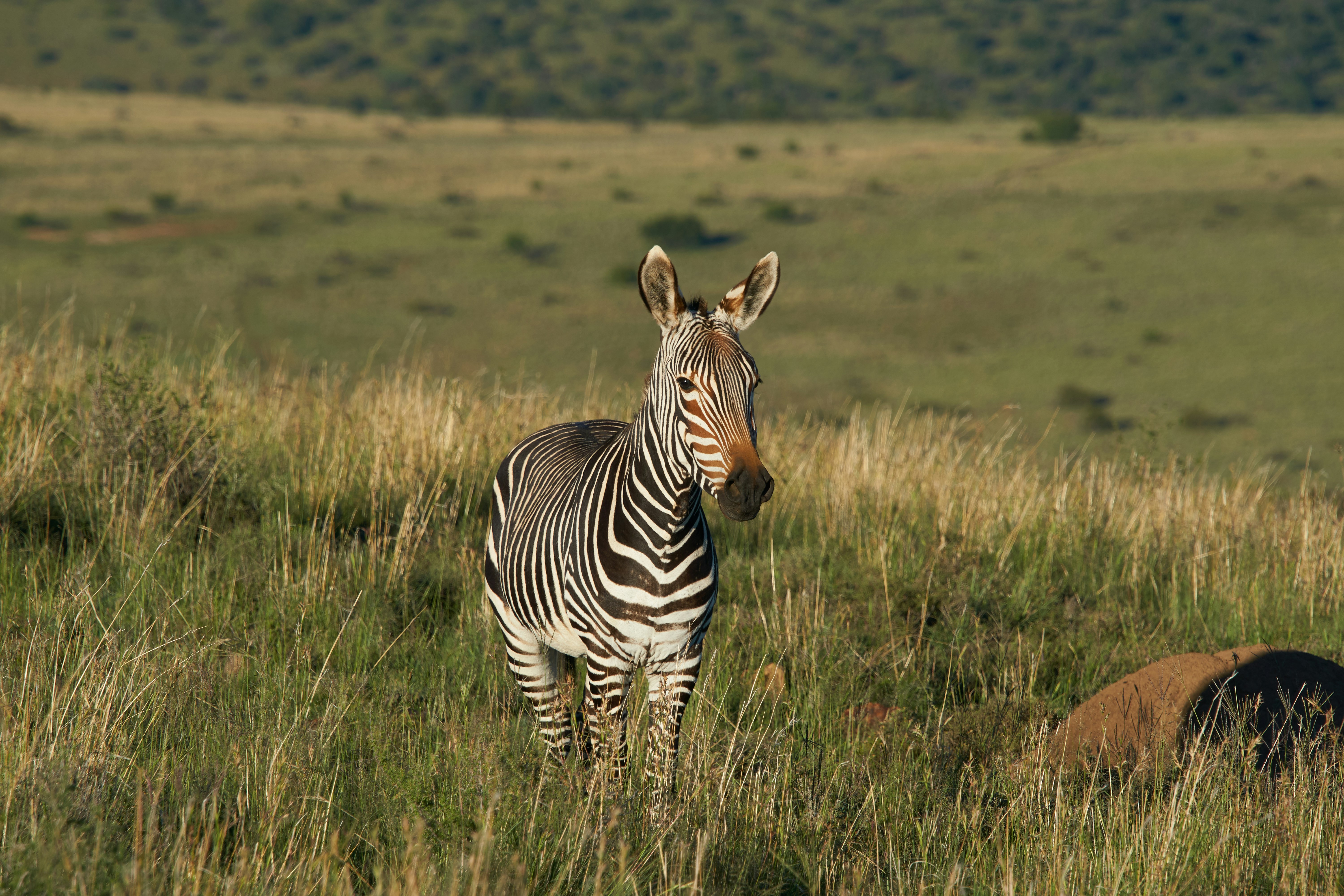 Photo by wolfgang_hasselmann