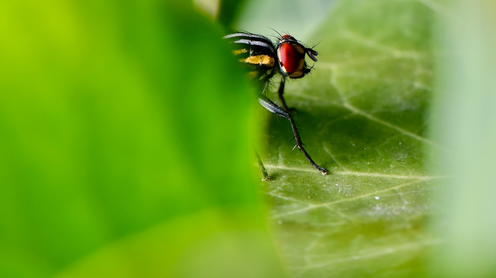 mouche noire et rouge perchée sur une feuille verte en gros plan pendant la journée