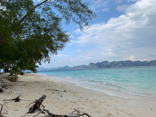 green tree on white sand beach during daytime in Krabi Thailand