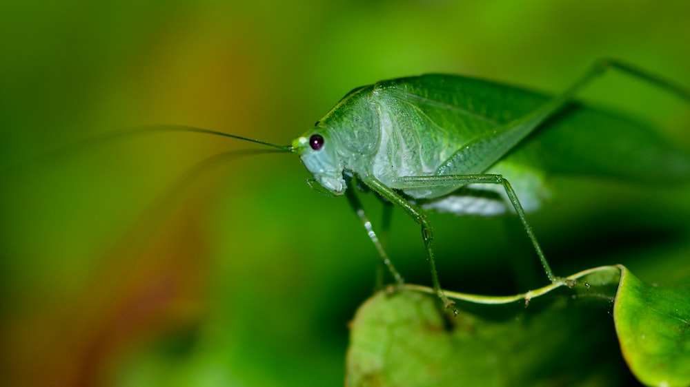녹색 메뚜기 낮 동안 클로즈업 촬영에서 녹색 잎에 자리 잡은