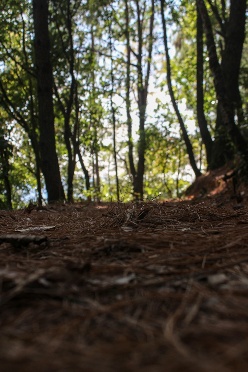 brown dried leaves on ground