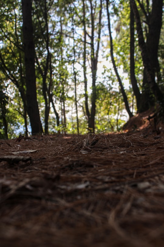 brown dried leaves on ground in Lalitpur Nepal