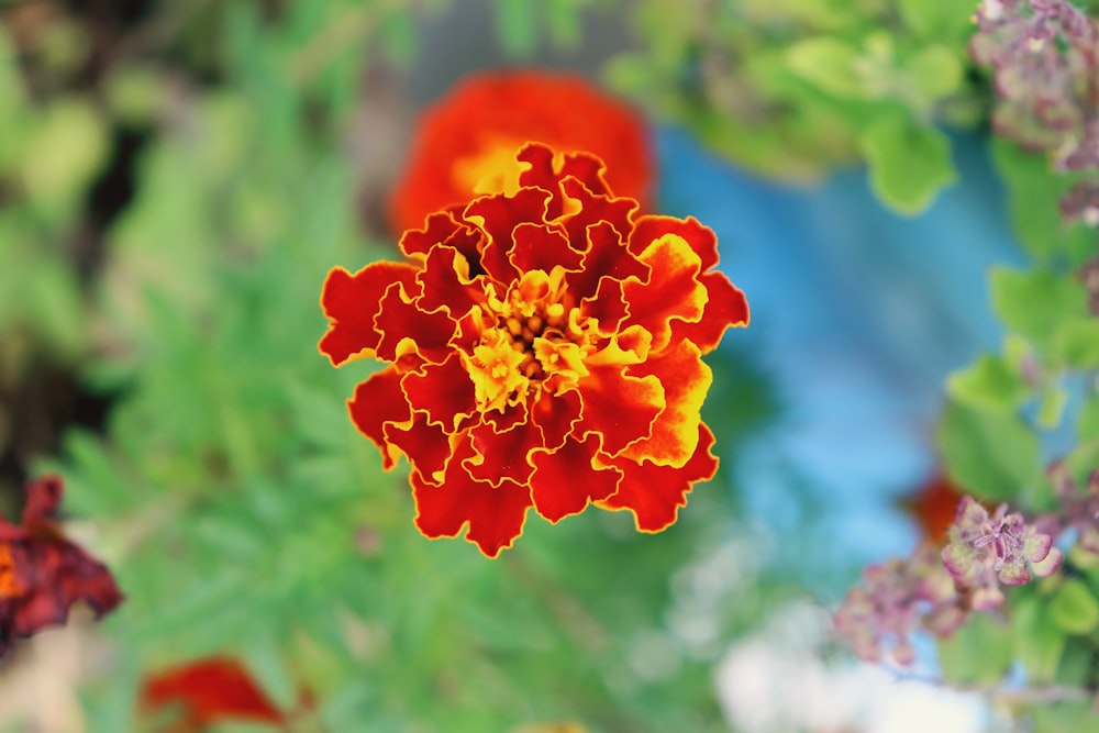 red and yellow flower in tilt shift lens