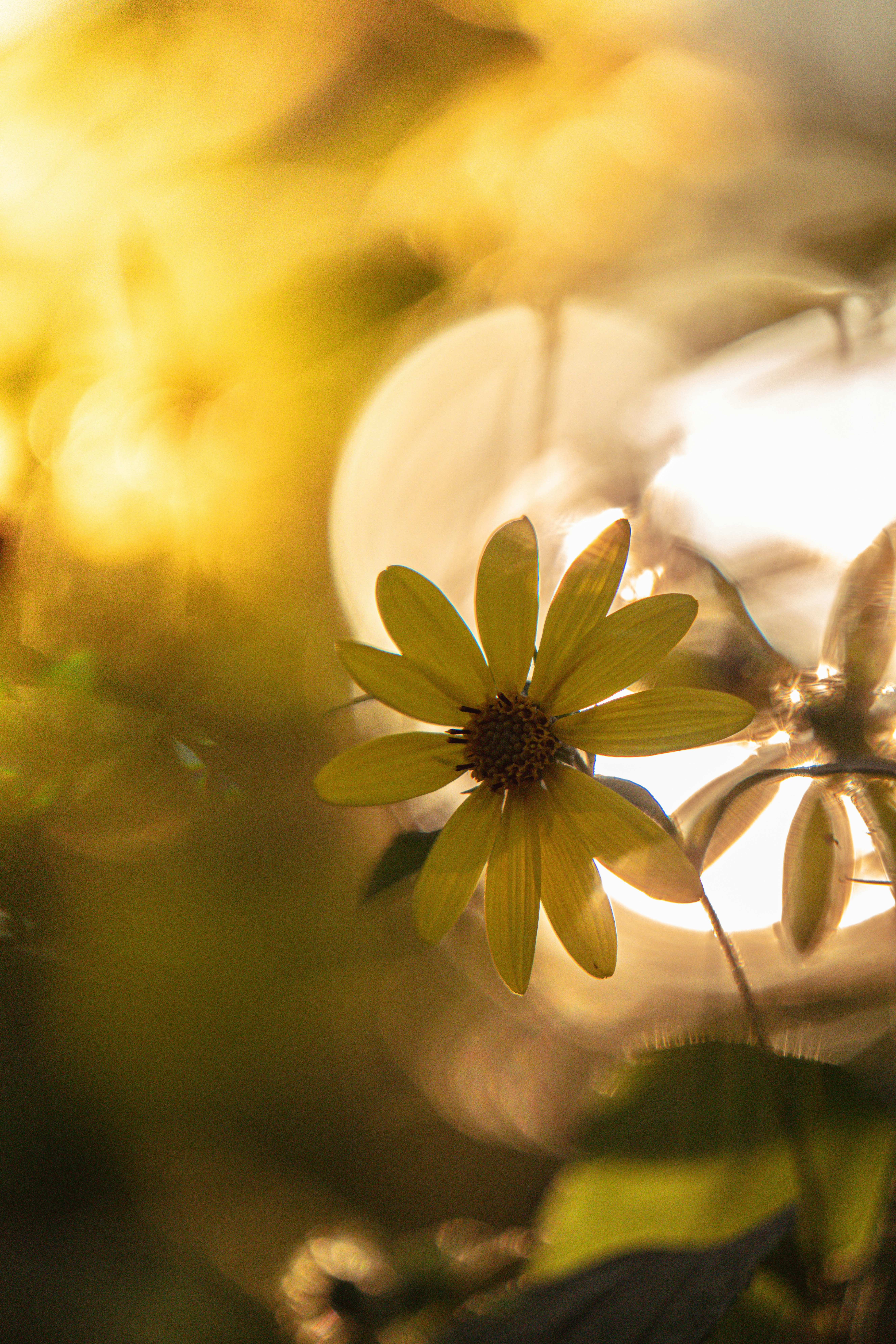 Photo by vasupendyalaa