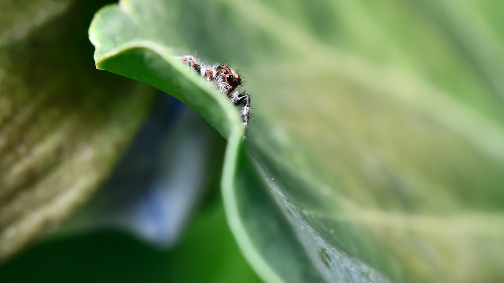 black and brown ant on green leaf