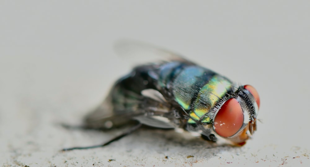 mosca verde y negra sobre superficie blanca