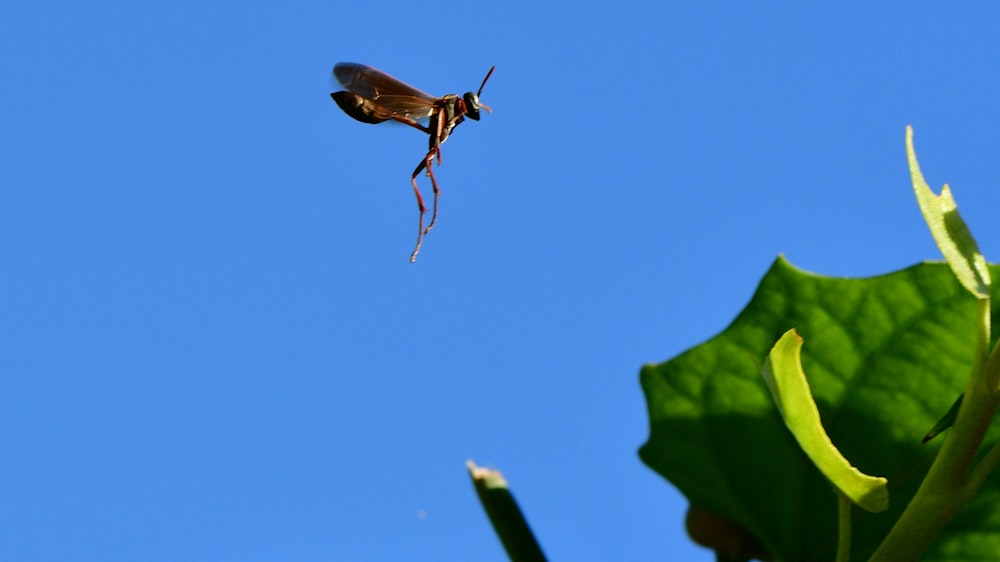 brown and black insect on green leaf