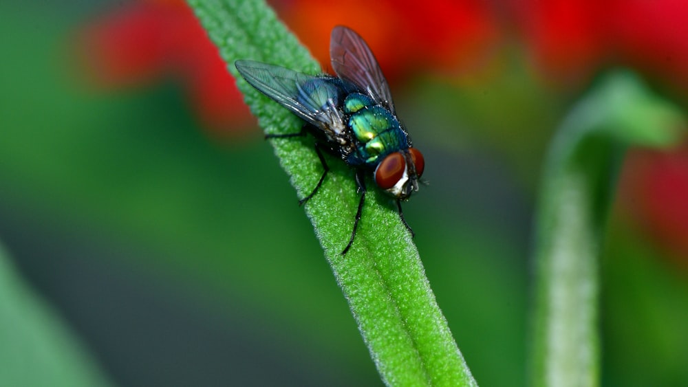 black fly perched on green leaf in close up photography during daytime