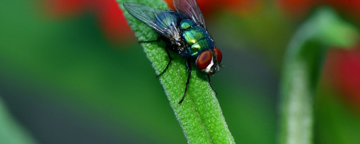 black fly perched on green leaf in close up photography during daytime