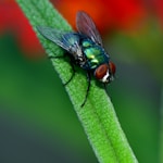 black fly perched on green leaf in close up photography during daytime