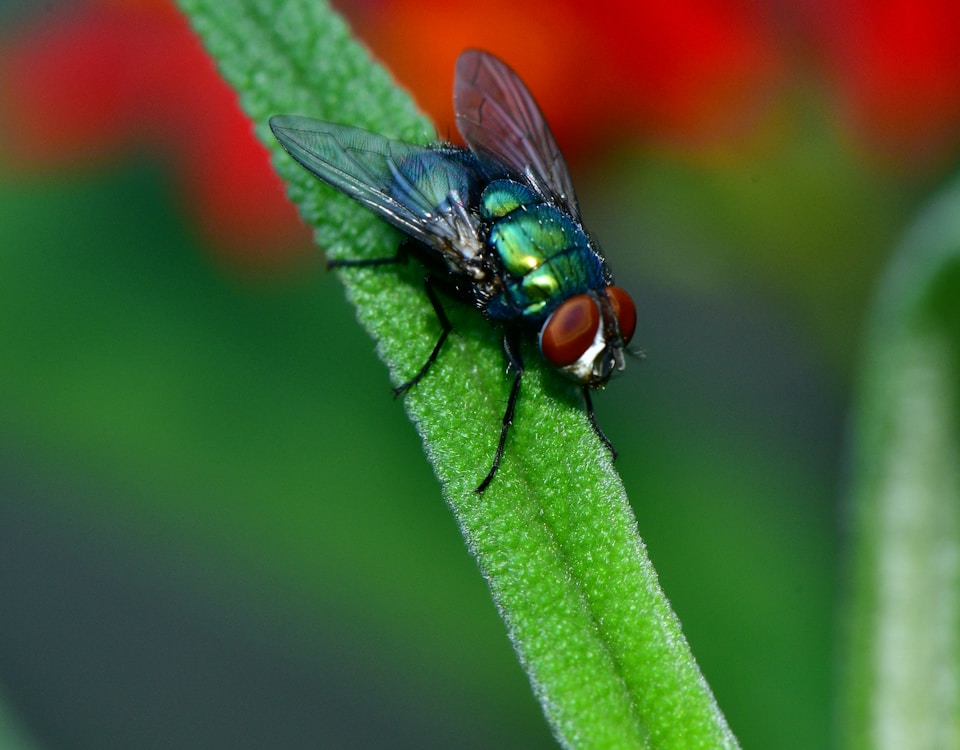 black fly perched on green leaf in close up photography during daytime