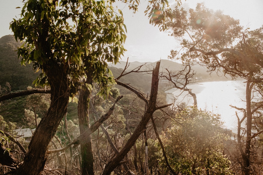 photo of Shoal Bay NSW Forest near Myall Lakes National Park