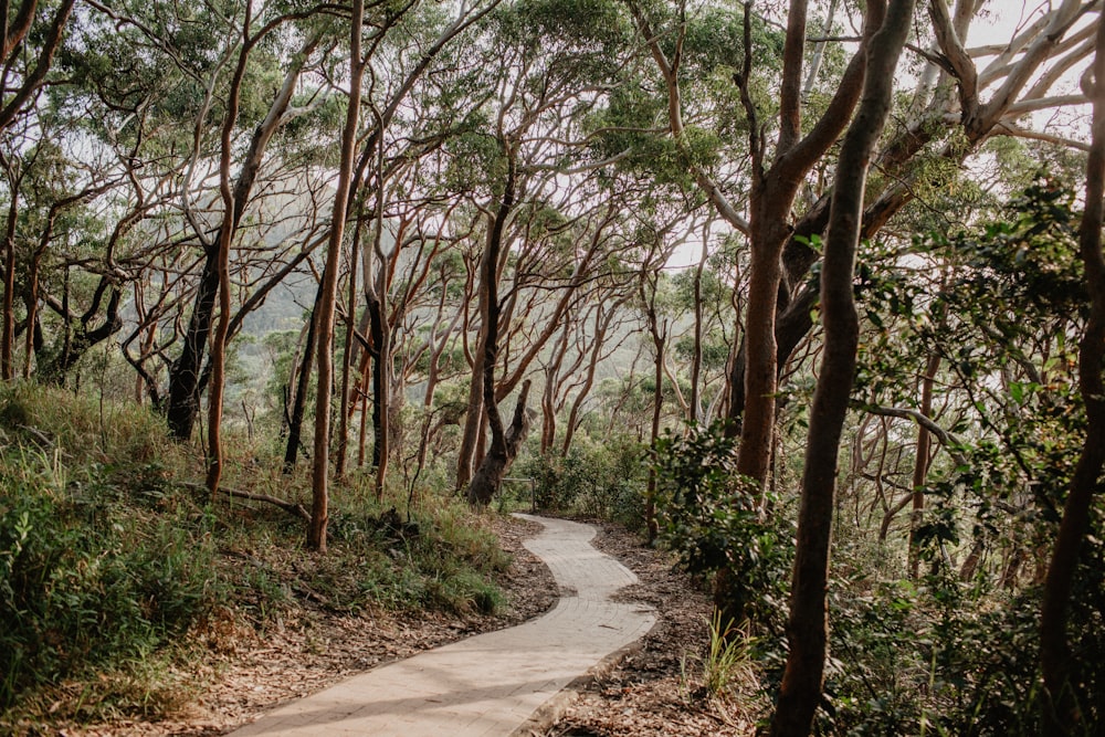 gray concrete pathway between green trees during daytime