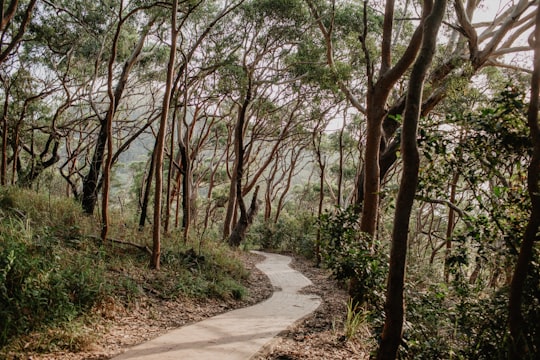 gray concrete pathway between green trees during daytime in Shoal Bay NSW Australia