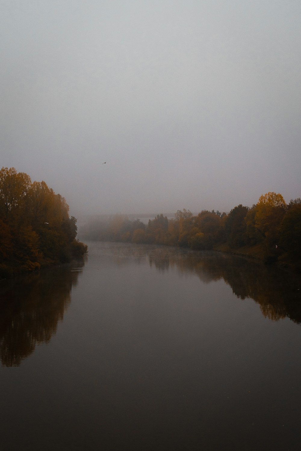 brown trees beside river during foggy weather