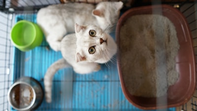 Two white cats are in a cage with a blue floor. One cat is looking up directly into the camera, while the other cat is lying down. There is a green water bowl, a silver food dish with some food in it, and a brown litter box filled with sand.