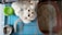 Two white cats are in a cage with a blue floor. One cat is looking up directly into the camera, while the other cat is lying down. There is a green water bowl, a silver food dish with some food in it, and a brown litter box filled with sand.