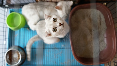 Two white cats are in a cage with a blue floor. One cat is looking up directly into the camera, while the other cat is lying down. There is a green water bowl, a silver food dish with some food in it, and a brown litter box filled with sand.