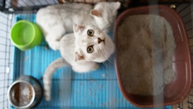 Two white cats are in a cage with a blue floor. One cat is looking up directly into the camera, while the other cat is lying down. There is a green water bowl, a silver food dish with some food in it, and a brown litter box filled with sand.