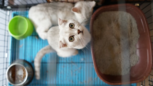 Photo 1581237237116 01b741206bc7?q=85&w=500&h=550&fit=crop